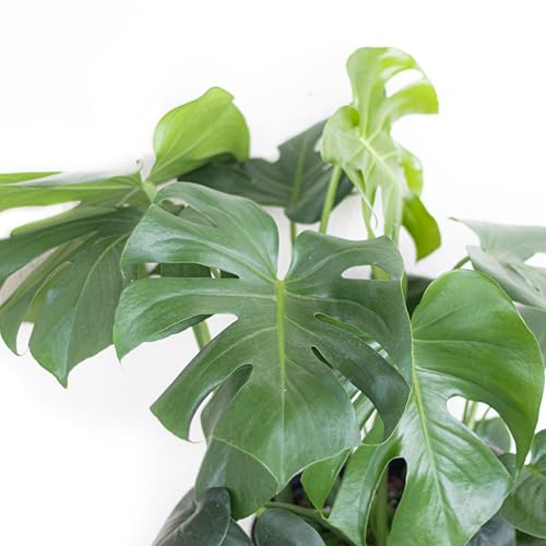 United Nursery Monstera Deliciosa Bundle 2-Pack Large 30-36 inches Tall Live Indoor Swiss Cheese Plants 10 inche Plants Pots, Air Purifying Tropical Floor Plants for Home and Office Decor - view 4