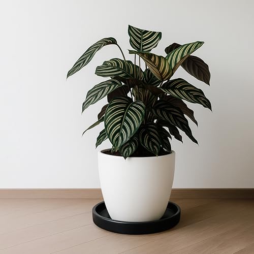 Ceramic Plant Saucer/Drainage Tray, 7.1 in, Black, 97-T-B-3 - view 5