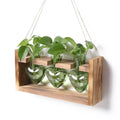 Plant Terrarium Propagation Stations Hydroponics