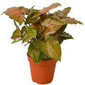Syngonium Merry Live Plant for Indoor | Houseplants in 4'' & 6'' Pot