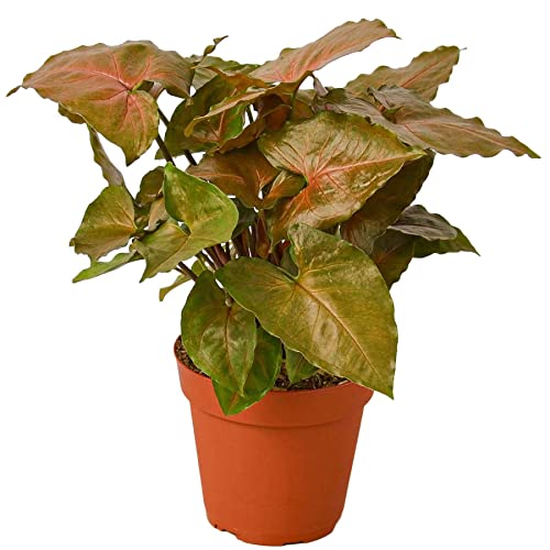 Syngonium Merry Live Plant for Indoor | Houseplants in 4'' & 6'' Pot