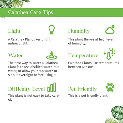 Calathea White Fusion Live Plant for Indoor | Houseplants in 4'' & 6'' Pot - view 6