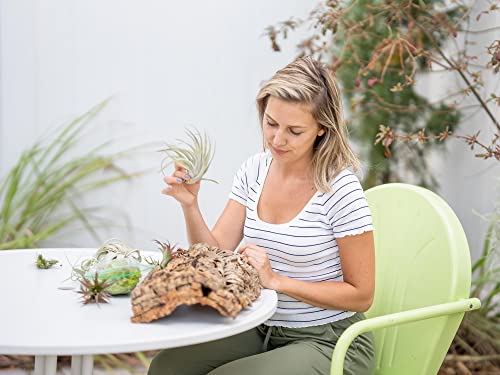 3 Small Chunk Natural Cork Bark DIY Kit with Three Assorted Air Plants, Glue and Hook - Live Tillandsia Succulent House Plant - Wholesale and Bulk - Easy Care Indoor and Outdoor Plants - view 4