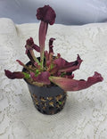Carnivorous American Pitcher Plant (Sarracenia Catesbaei) 3.75 inch Pot