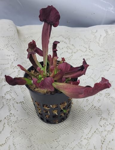 Carnivorous American Pitcher Plant (Sarracenia Catesbaei) 3.75 inch Pot