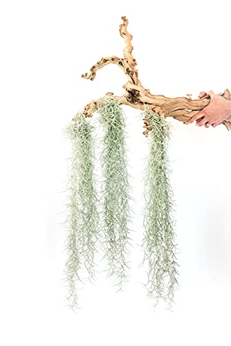 3 Pack Thick Colombian Spanish Moss Live Strands with Wire Hook - Tillandsia Usneiodes - Live Tillandsia Succulent House Plants - Home and Garden Decor - Easy Care Indoor and Outdoor Plants