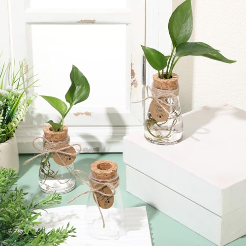 24 Pack 3.35'' Plastic Plant Propagation Stations with Hole Lid - view 3