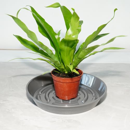 2 Packs Plant Saucer Pot Tray, 14 inch Grey Flower Planter Saucers and Drip Trays - view 6