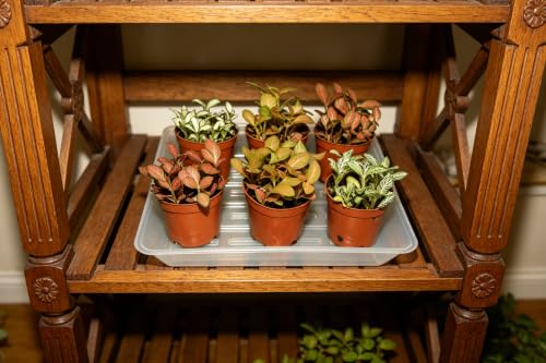 6 Pack 4 Inch Square Plant Saucer No Holes, Heavy Duty Plastic Drip Tray for Flower Pots, Clear - view 3