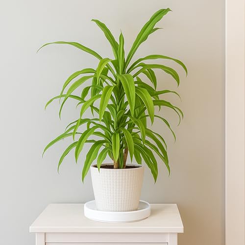 Ceramic Plant Saucer/Drainage Tray, 7.1 in, White, 97-T-A-3 - view 3