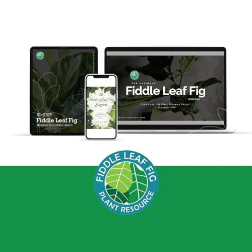Fiddle Leaf Fig Welcome Bundle - view 5