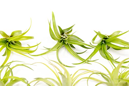 Air Plants The Inca Collection - Live Succulent House Plants - Available in Wholesale and Bulk - Home and Garden Decor - Easy Care Indoor/Outdoor Air Plant (Pack of 6) - view 2