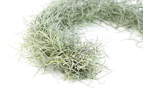 3 Pack Thick Colombian Spanish Moss Live Strands with Wire Hook - Tillandsia Usneiodes - Live Tillandsia Succulent House Plants - Home and Garden Decor - Easy Care Indoor and Outdoor Plants - view 3