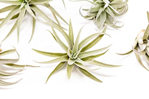 Air Plants The Inca Collection - Live Succulent House Plants - Available in Wholesale and Bulk - Home and Garden Decor - Easy Care Indoor/Outdoor Air Plant (Pack of 6) - view 4