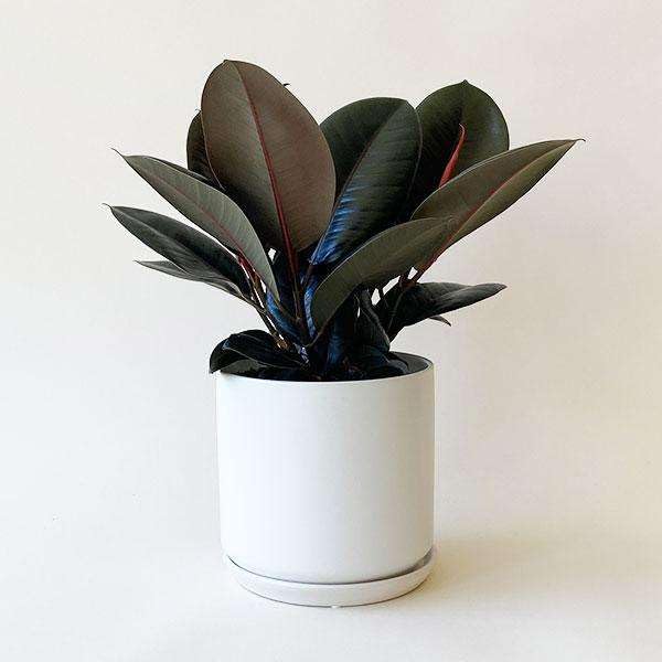 Ficus Elastica Burgundy Live Plant | Houseplants in 4'' & 6'' Pot - view 4