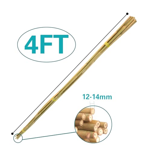30pcs Bamboo Stakes 4FT, 1/2" D Thicker Garden Stakes Multi-Purpose, Plant Stakes for Tomatoes, Beans, Cucumbers, Peppers, Flowers, Potted, Maintain the Plant Posture, Strengthen and Stem - view 3