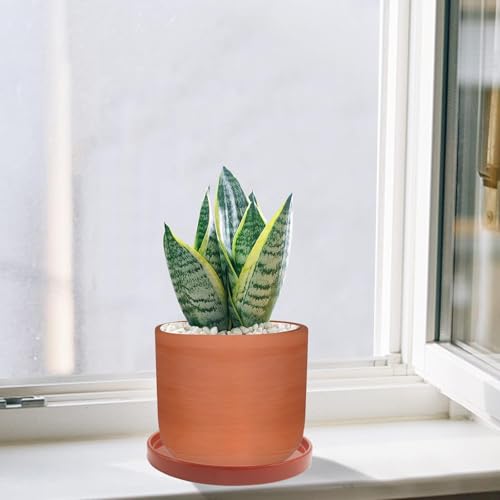 Ceramic Plant Saucer 2 Pack, 8 Inch Terracotta Red, Fits 7 to 8 Inch Pot Bases, Heavy Duty Glazed Drip Tray Catches Water for Indoor Outdoor Potted Plants - view 6