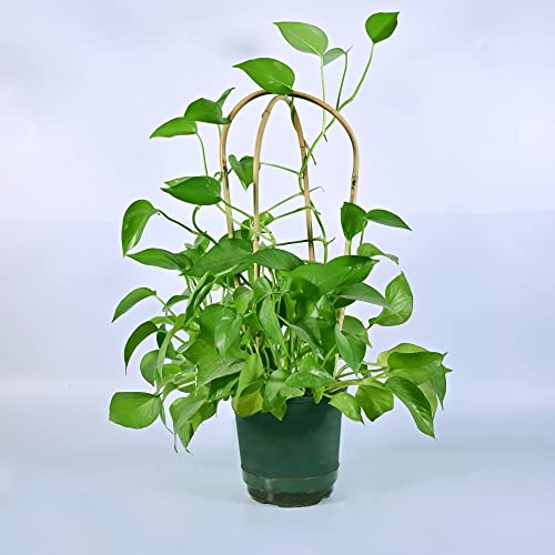 10-Packed in Carton, 18" Natural Bamboo U Trellis Support for Climbing Plants, U Hoop Trellis Perfect for Potted Plant Growing - view 3