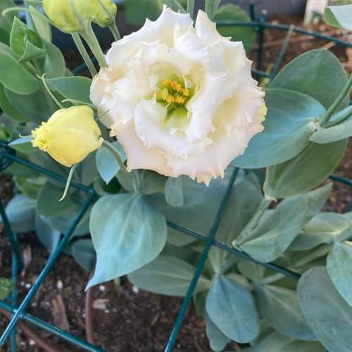 10 Pack 16 x 24 inch Green Peony Cages Grow Through Plant Support Stakes Flower Support Hoops Heavy Plants Brace Rings - view 6