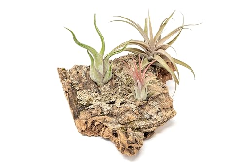 Medium Tabletop Cork Bark Display with 3 Tillandsia Air Plants - Wholesale and Bulk - Succulents - Live Tillandsia - Easy Care Indoor and Outdoor House Plants - view 4