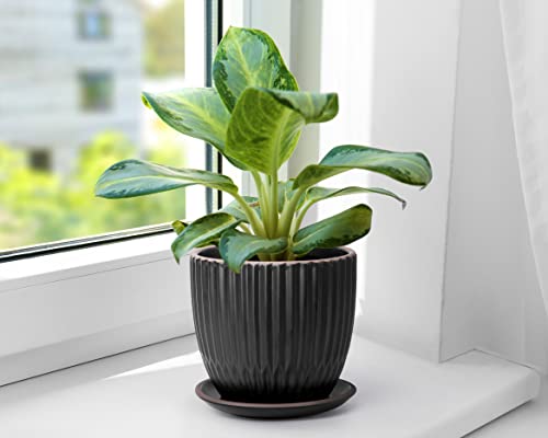 2-Pack Stoneware Planter Pots, 4.5/5.8 in, Black, 99-D-2 - view 6