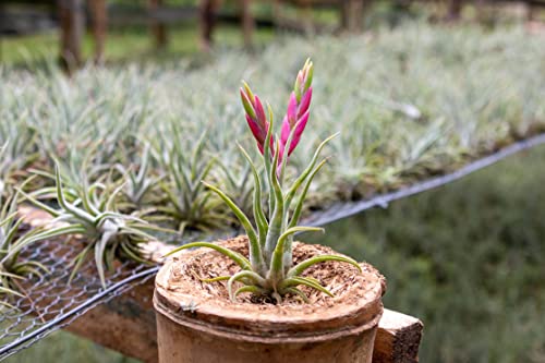Tillandsia Caput Medusae Air Plants - Live Succulent House Plants - Available in Wholesale and Bulk - Home and Garden Decor - Easy Care Indoor/Outdoor Air Plant (Pack of 3) - view 3