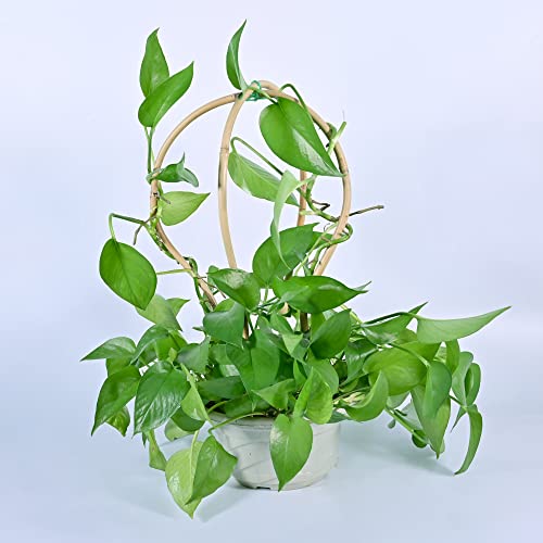 10 Pack Bamboo Hoop Trellis Circle Trellis for Potted Plants, Handmade 15 in. Bamboo Loop Stakes for Climbing Flowers and Vines - view 3