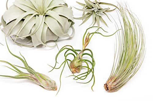 10 Pack of Large Tillandsia Air Plants - Xerographica, Juncea, Bulbosa, Caput Medusae & Harrisii- Live Succulent House Plants Availabe in Wholesale and Bulk - Easy Care Indoor and Outdoor Plant - view 3