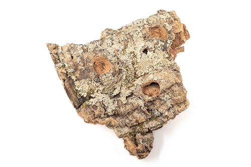 Medium Tabletop Cork Bark Display with 3 Tillandsia Air Plants - Wholesale and Bulk - Succulents - Live Tillandsia - Easy Care Indoor and Outdoor House Plants - view 5