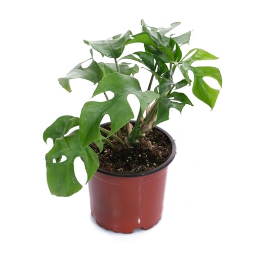 100 PCS 8 Inches Plastic Plant Nursery Pots Reusable for Succulents Seedlings Cuttings TransplantingSeedlings Plastic Plant Pots with Drainage Holes - view 7
