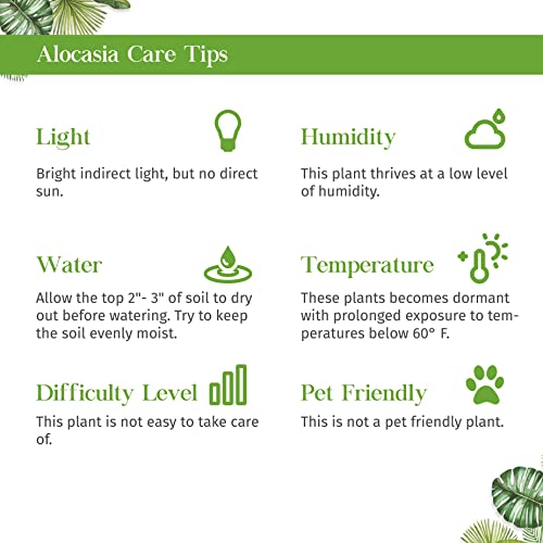 Alocasia Reginula Black Velvet Live Plant | Houseplants in 4'' & 6'' Pot - view 5