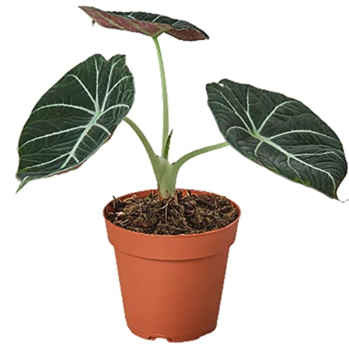 Alocasia Reginula Black Velvet Live Plant | Houseplants in 4'' & 6'' Pot