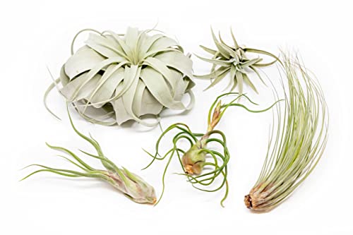 5 Pack of Large Tillandsia Air Plants - Xerographica, Juncea, Bulbosa, Caput Medusae & Harrisii- Live Succulent House Plants Availabe in Wholesale and Bulk - Easy Care Indoor and Outdoor Plant