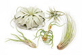 5 Pack of Large Tillandsia Air Plants - Xerographica, Juncea, Bulbosa, Caput Medusae & Harrisii- Live Succulent House Plants Availabe in Wholesale and Bulk - Easy Care Indoor and Outdoor Plant