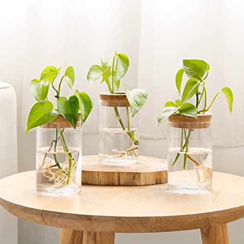 Plant Propagation Stations, 3 Pcs Glass Vases with Wooden Stand & Lid - view 6
