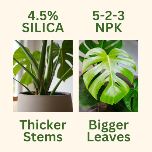 Monstera Growth Power-Duo Bundle – Silica Strength (4.5% Potassium Silicate) + Monstera Plant Food (5-2-3 NPK) | Builds Stronger Stems & Lush Leaves | 2 × 8 oz Concentrates - view 3