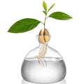 Avocado Seed Starter Vase Planter, Clear Avocado Tree Growing Kit Pot, Medium Avocado Vase Grow Glass Plant Pot Gift for Indoor Outdoor (Pack of 2)