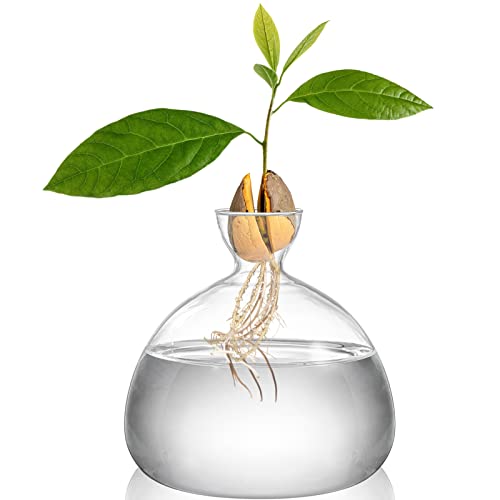 Avocado Seed Starter Vase Planter, Clear Avocado Tree Growing Kit Pot, Medium Avocado Vase Grow Glass Plant Pot Gift for Indoor Outdoor (Pack of 2)