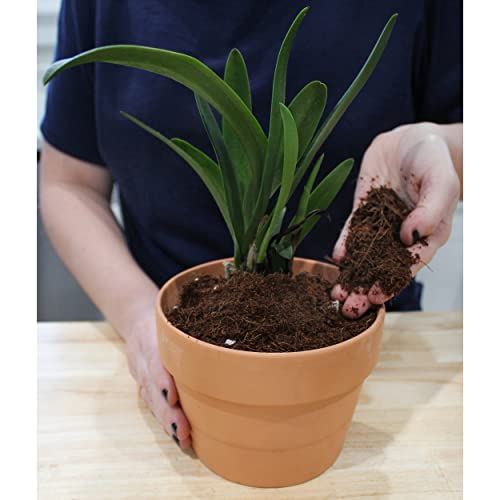 Terrarium Potting Soil Mix (4 Quarts) w/Blended Filtering Charcoal Custom Made for Terrariums - view 3
