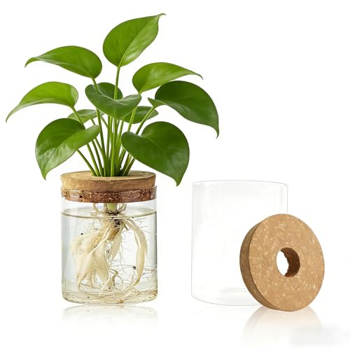 Glass Propagation Vase with Bamboo Tray, Medium, for Cuttings & Air Plants