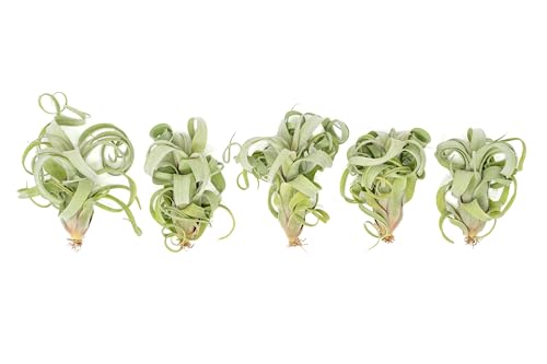 Tillandsia Curly Slim (T. Intermedia x T. Streptophylla) Air Plant - Succulents - Live Tillandsia - Easy Care Indoor and Outdoor House Plants (Pack of 1) - view 3