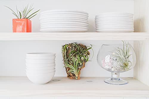 3 Small Chunk Natural Cork Bark DIY Kit with Three Assorted Air Plants, Glue and Hook - Live Tillandsia Succulent House Plant - Wholesale and Bulk - Easy Care Indoor and Outdoor Plants - view 6
