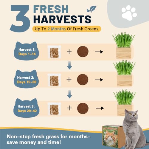 Cat Grass Kit Indoor Cats - Cat Grass Growing Kit with Wooden Planter, 3 Plantings with Wheatgrass Seeds, Coconut Soil Discs & Gardening Tool, Indoor Cat Garden Gift - view 2