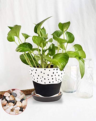 Round Plastic Plant Saucer Drip Tray Set of 6 for Indoor Outdoor Home Garden Flower Plant Container Flower Pot Pallets ((9.4''+10.4"+12'') x2, Dark Grey) - view 8