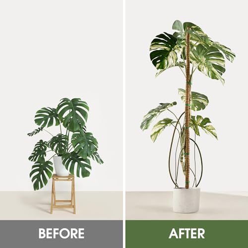 3 Pack Moss Pole 50 Inch Monstera Plant Sticks Support Tall Long Stakes - view 4