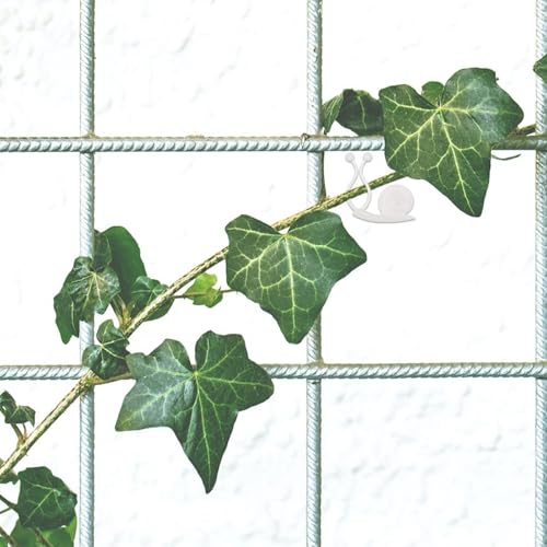 20pcs Green Plant Climbing Wall Fixing Clips, Vine Training Hooks - view 5