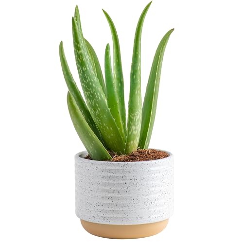 Live Succulents in White Planter Pots (3 PK), Live Succulent Plants Live Plants in Succule & Costa Farms Aloe Vera, Live Succulent Plant, Easy Care Indoor Houseplant in Modern Décor Planter - view 5