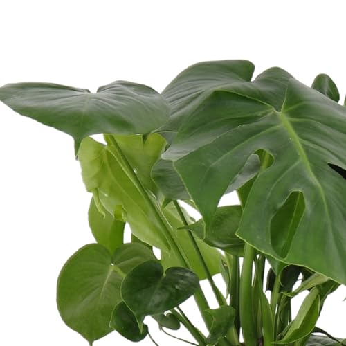 United Nursery Monstera Deliciosa Bundle 2-Pack Large 30-36 inches Tall Live Indoor Swiss Cheese Plants 10 inche Plants Pots, Air Purifying Tropical Floor Plants for Home and Office Decor - view 6