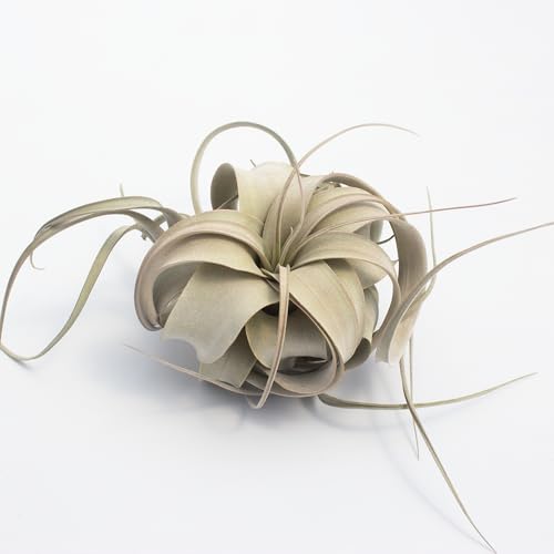 Air Plant Tillandsia Xerographica 3-4" Wide /Ships from California/Greenhouse Grown (Mini (3-4"))