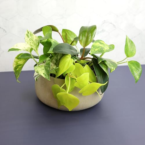 Pothos & Philodendron 6PK, Easy Plant Care, 2 in. Pots, Small House Plants - view 3